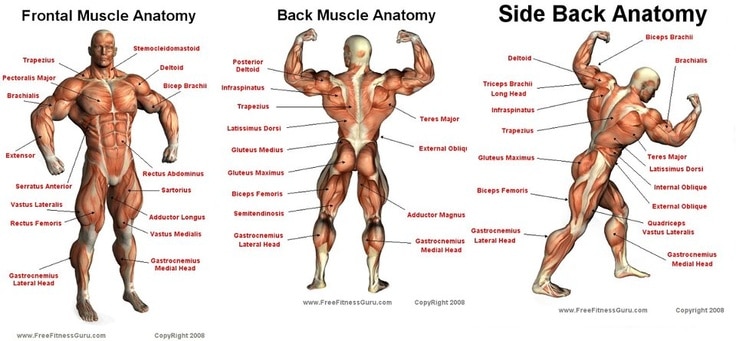 groups of muscles