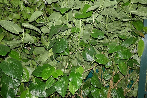 Kava Kava plant